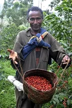 Cherries, Charries | A Picture is Worth A Thousand Words thumbnail