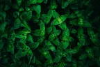 The Leaves of Time thumbnail