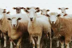 Flock of Innocents thumbnail