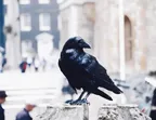 Raven in the Rain thumbnail