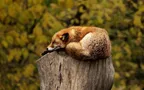 5 Minute Freewrite: Wednesday - Prompt: red fox thumbnail